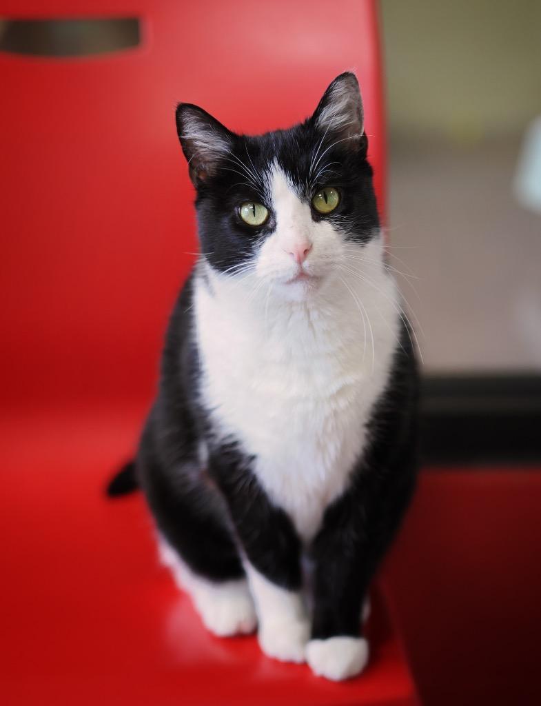 Flour, a Adoptable mixed breed in Cincinnati, OH image 1/5
