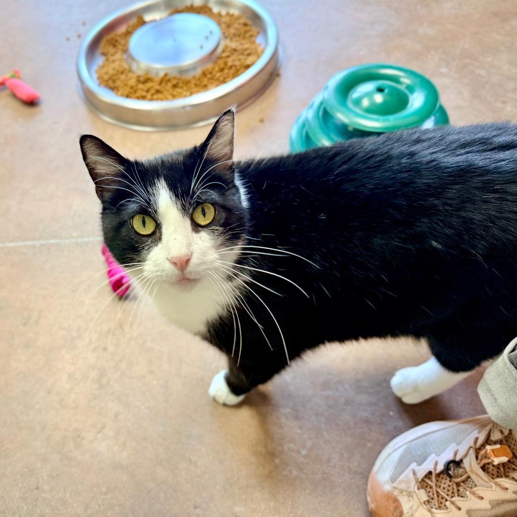 Flour, a Adoptable mixed breed in Cincinnati, OH image 2/5
