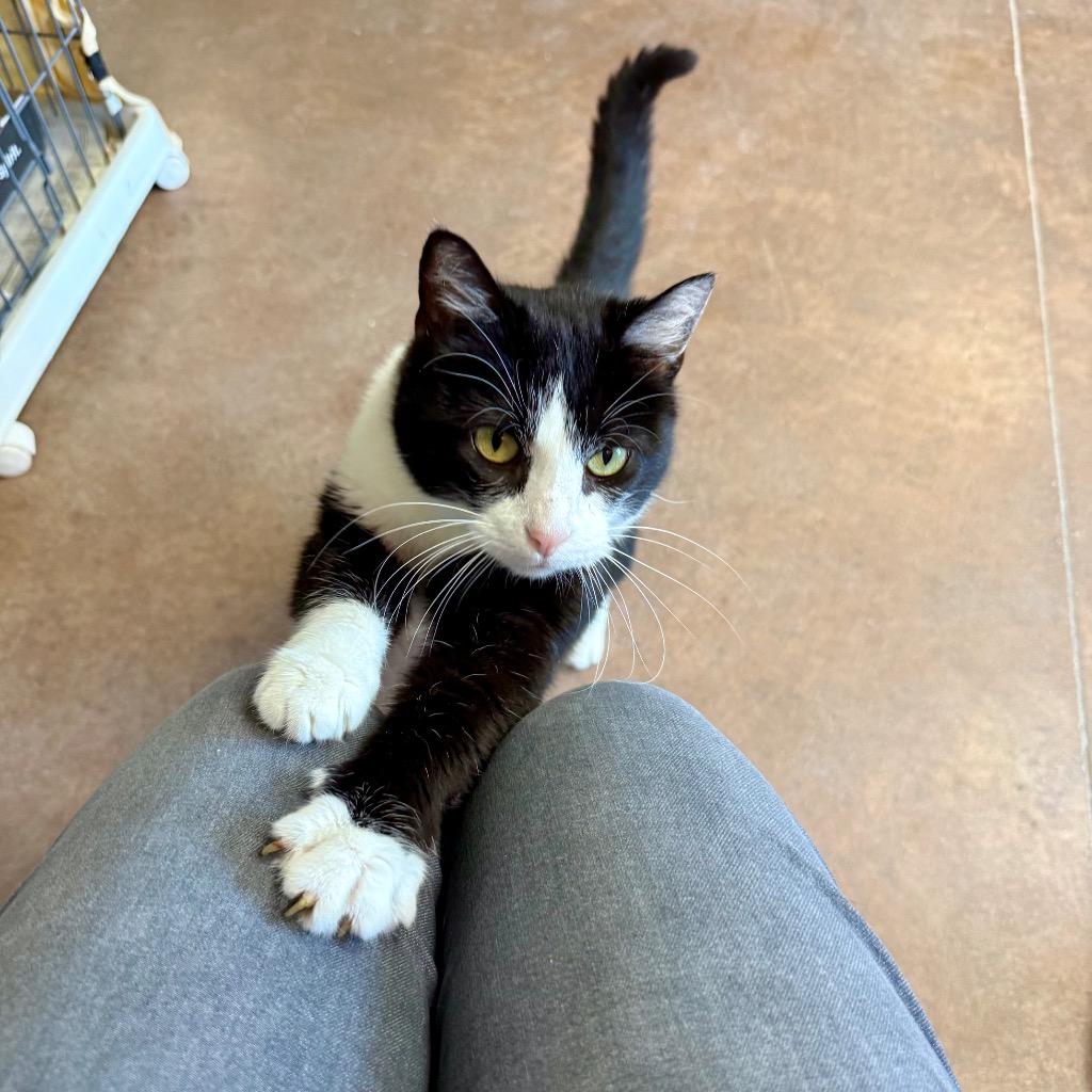 Flour, a Adoptable mixed breed in Cincinnati, OH image 3/5
