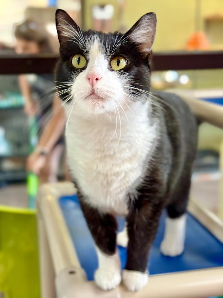 Flour, a Adoptable mixed breed in Cincinnati, OH image 4/5