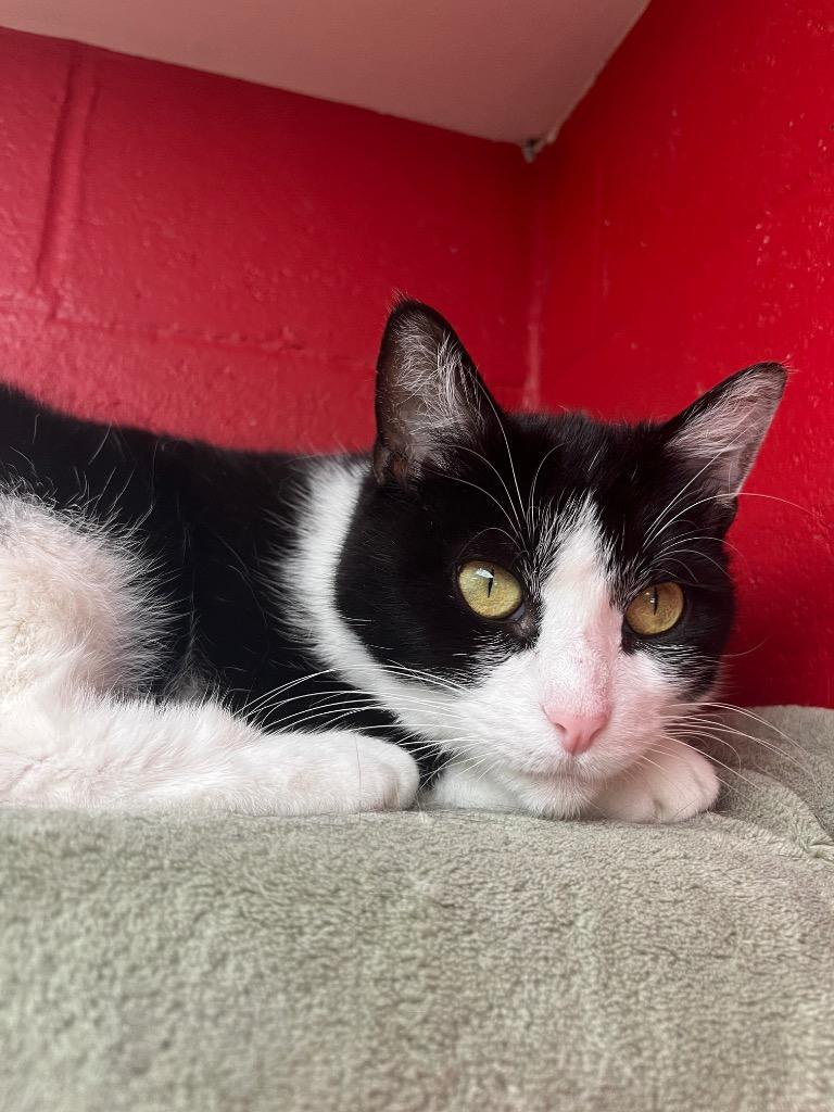Flour, a Adoptable mixed breed in Cincinnati, OH image 5/5