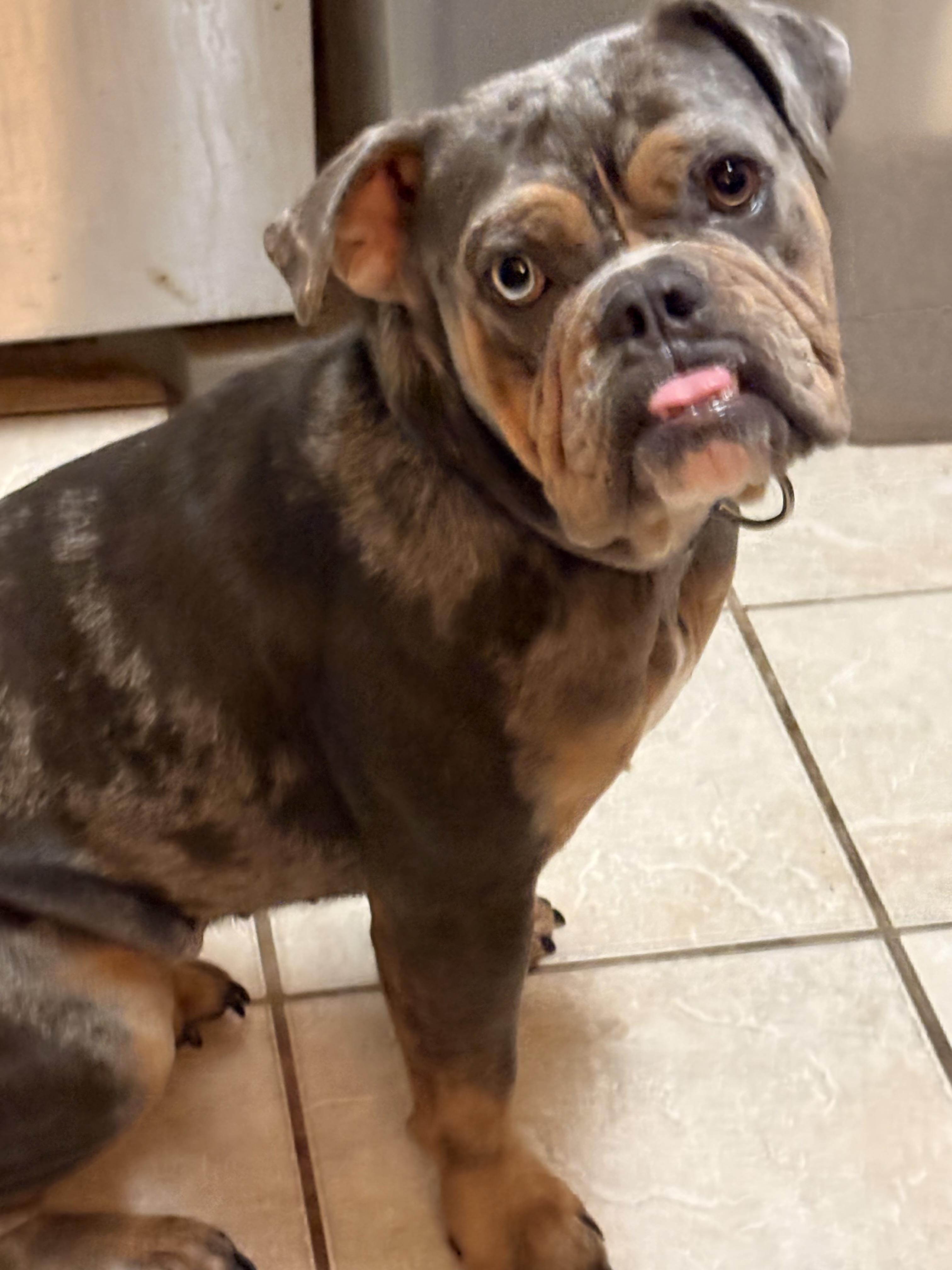Enlarge Honey Bun - Courtesy Post , a ADOPTABLE mixed breed in Weatherford, TX image 5/6