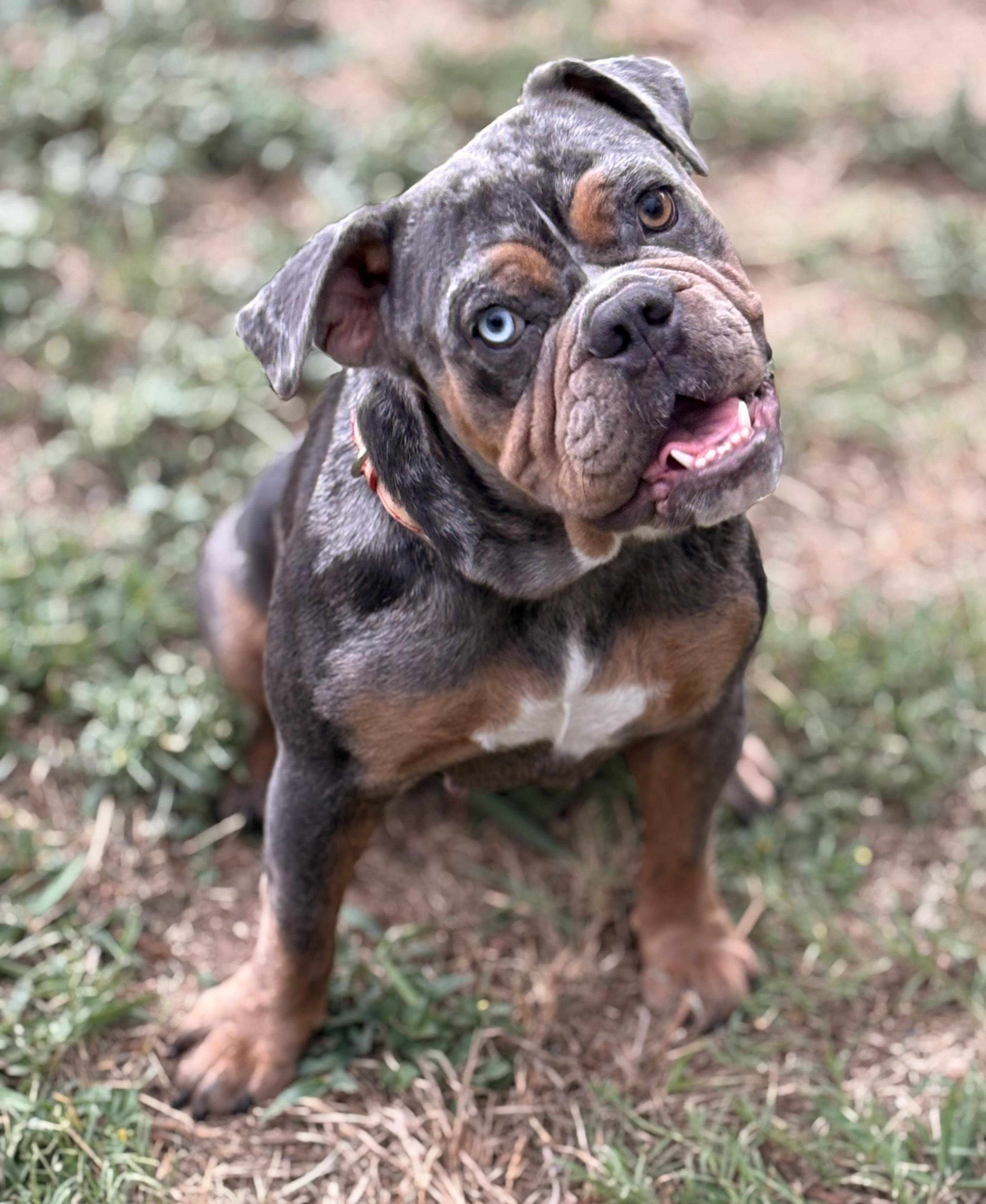 Enlarge Honey Bun - Courtesy Post , a ADOPTABLE mixed breed in Weatherford, TX image 2/6