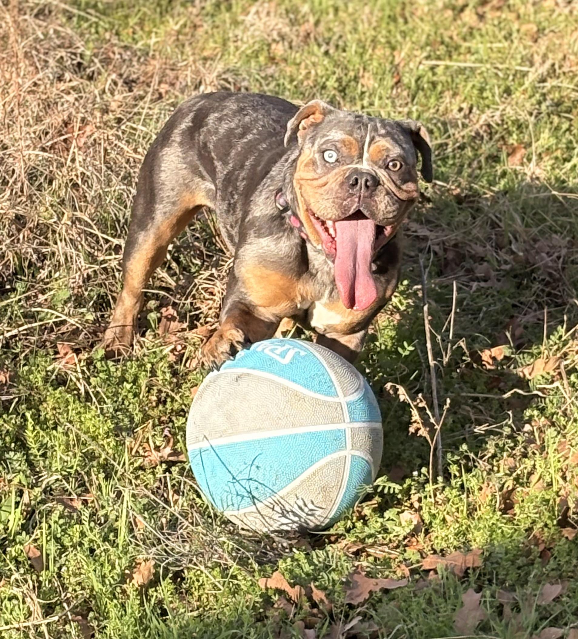 Enlarge Honey Bun - Courtesy Post , a ADOPTABLE mixed breed in Weatherford, TX image 4/6