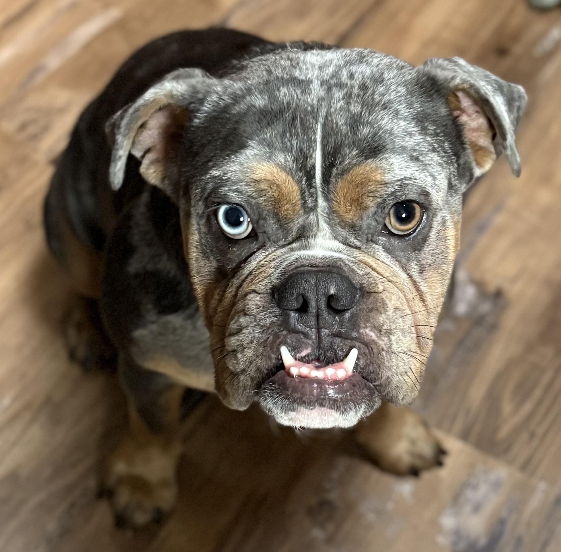 Enlarge Honey Bun - Courtesy Post , a ADOPTABLE mixed breed in Weatherford, TX image 1/6