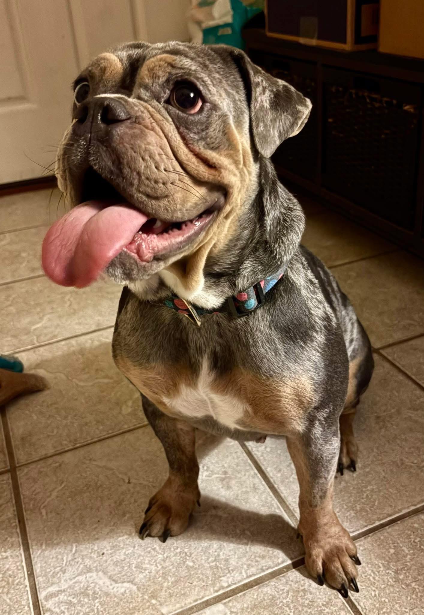 Enlarge Honey Bun - Courtesy Post , a ADOPTABLE mixed breed in Weatherford, TX image 3/6