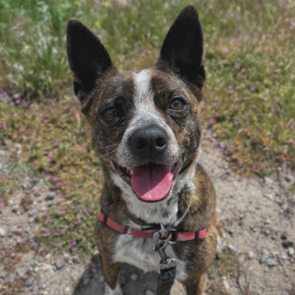 Ahsoka, adopted, Adult Female Boston Terrier.