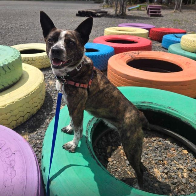 Enlarge Ahsoka, an adopted mixed breed in Washoe Valley, NV image 2/2