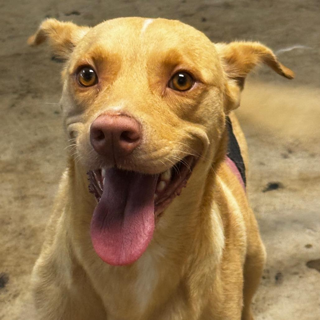 Enlarge Chance, a Adoptable Labrador Retriever in Clarksdale, MS image 1/6