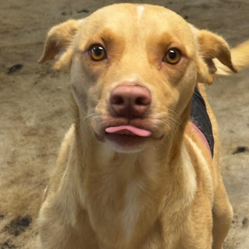 Enlarge Chance, a Adoptable Labrador Retriever in Clarksdale, MS image 2/6