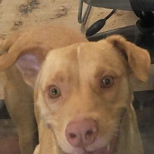 Enlarge Chance, a Adoptable Labrador Retriever in Clarksdale, MS image 3/6