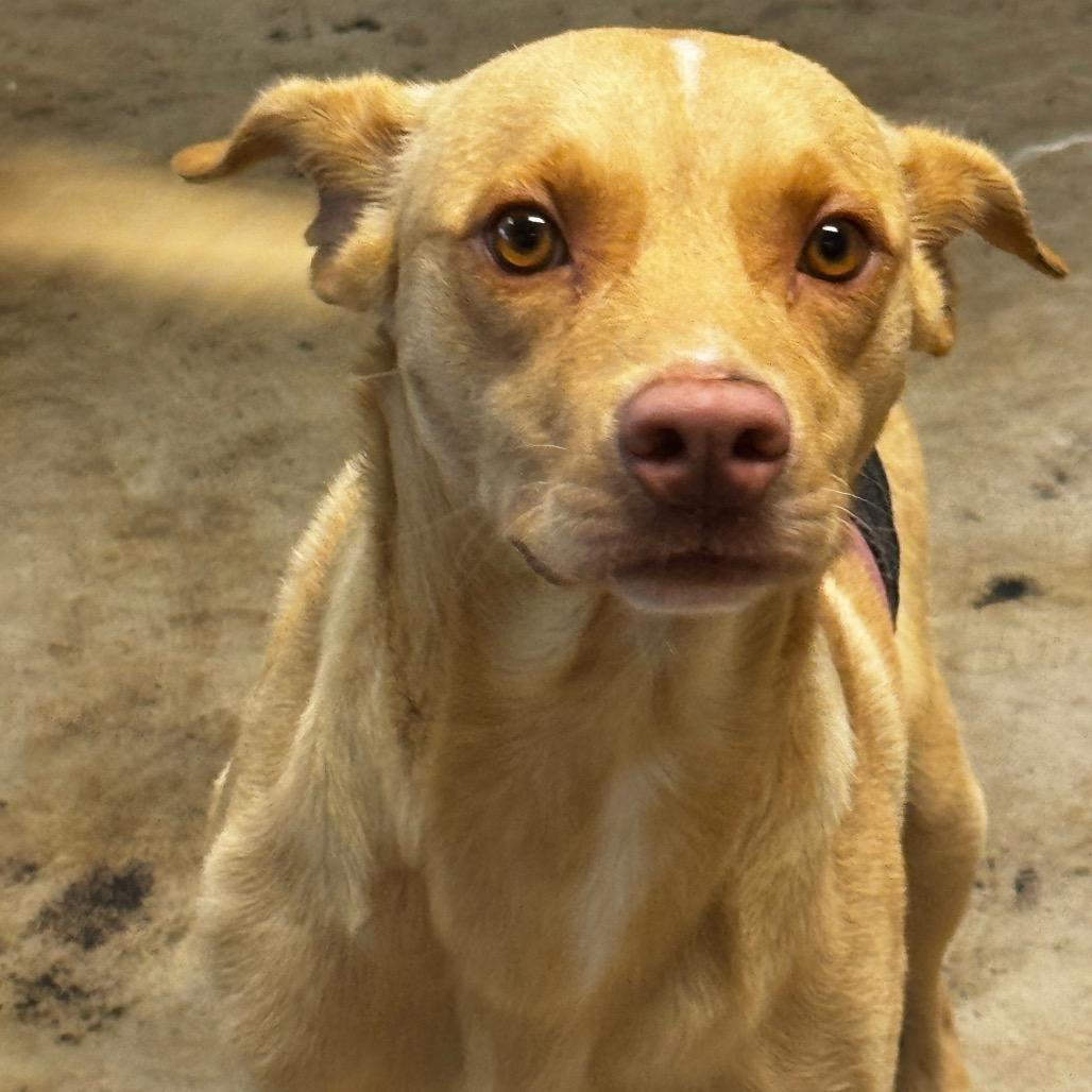 Enlarge Chance, a Adoptable Labrador Retriever in Clarksdale, MS image 4/6