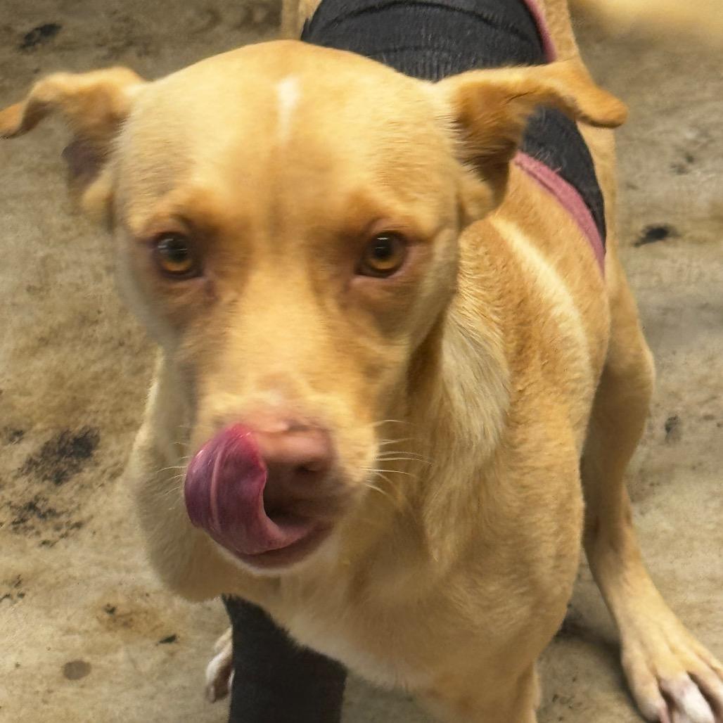 Enlarge Chance, a Adoptable Labrador Retriever in Clarksdale, MS image 5/6