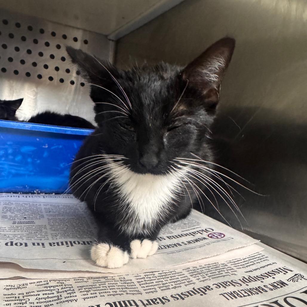 Minny, Adoptable, Adult Female Domestic Short Hair.