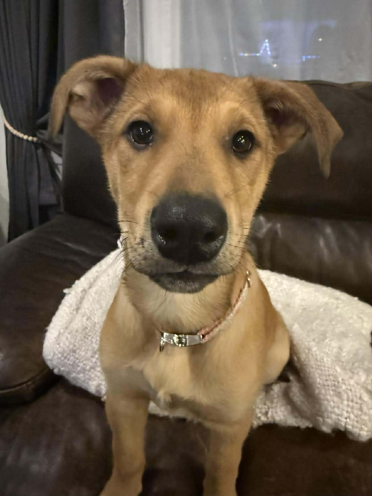 Enlarge Millie Bobby Brown, an adopted mixed breed in Winnipeg, MB image 1/5