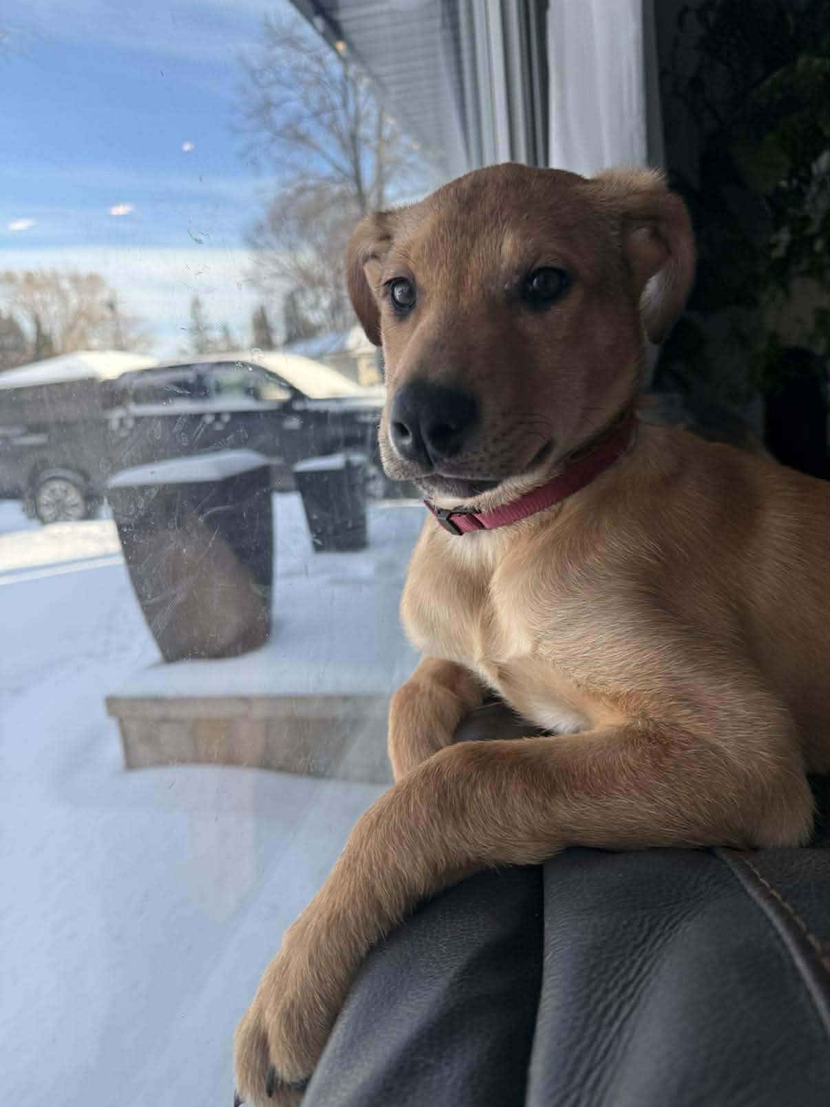 Enlarge Millie Bobby Brown, an adopted mixed breed in Winnipeg, MB image 2/5