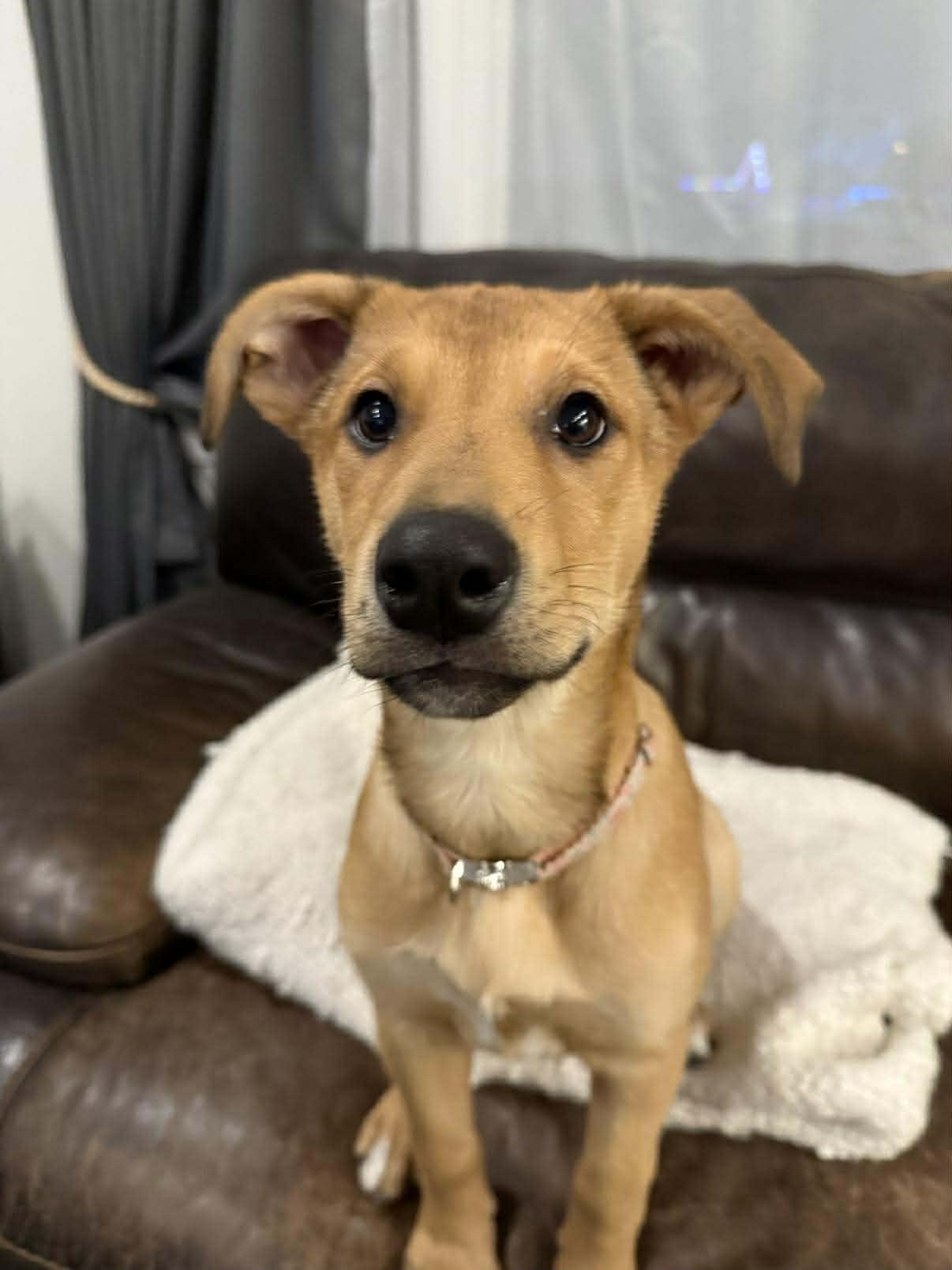 Enlarge Millie Bobby Brown, an adopted mixed breed in Winnipeg, MB image 4/5