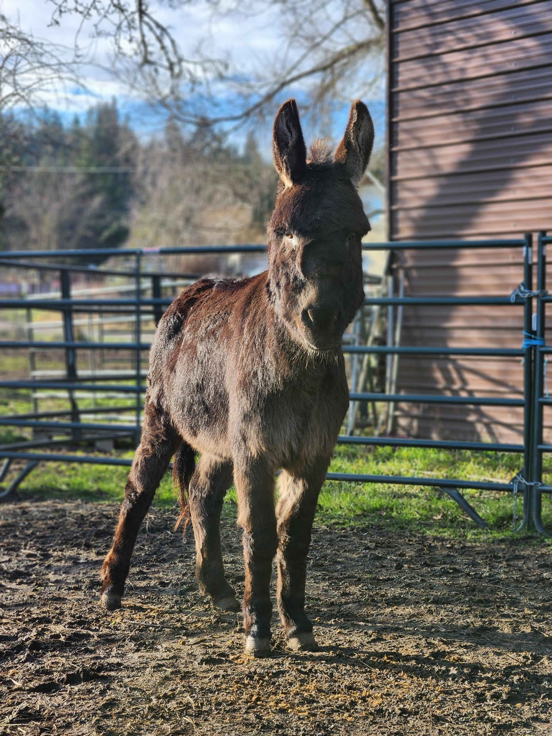 Enlarge Murphy, a Adopted Donkey in Sequim, WA image 1/3