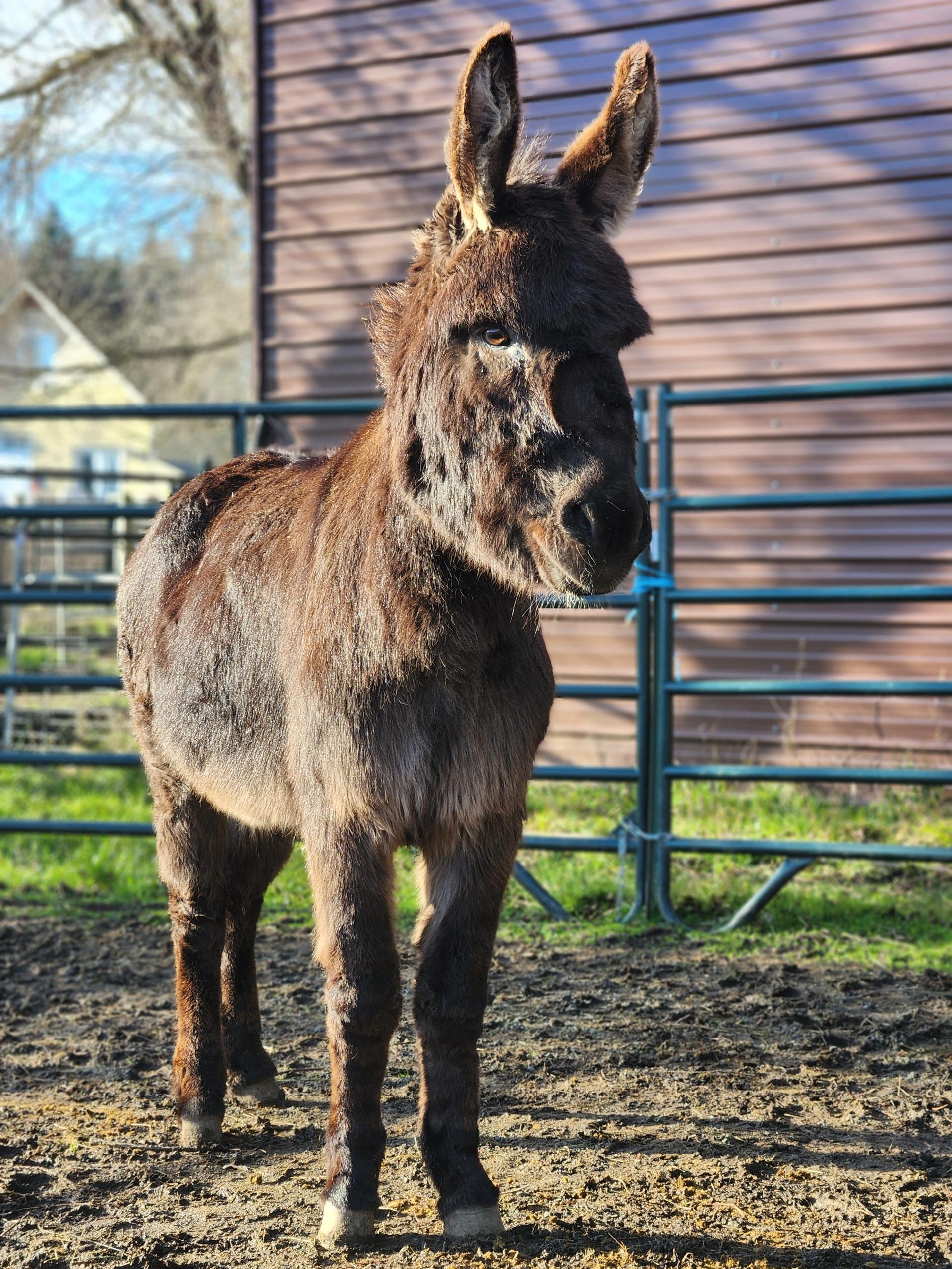 Enlarge Murphy, a Adopted Donkey in Sequim, WA image 2/3