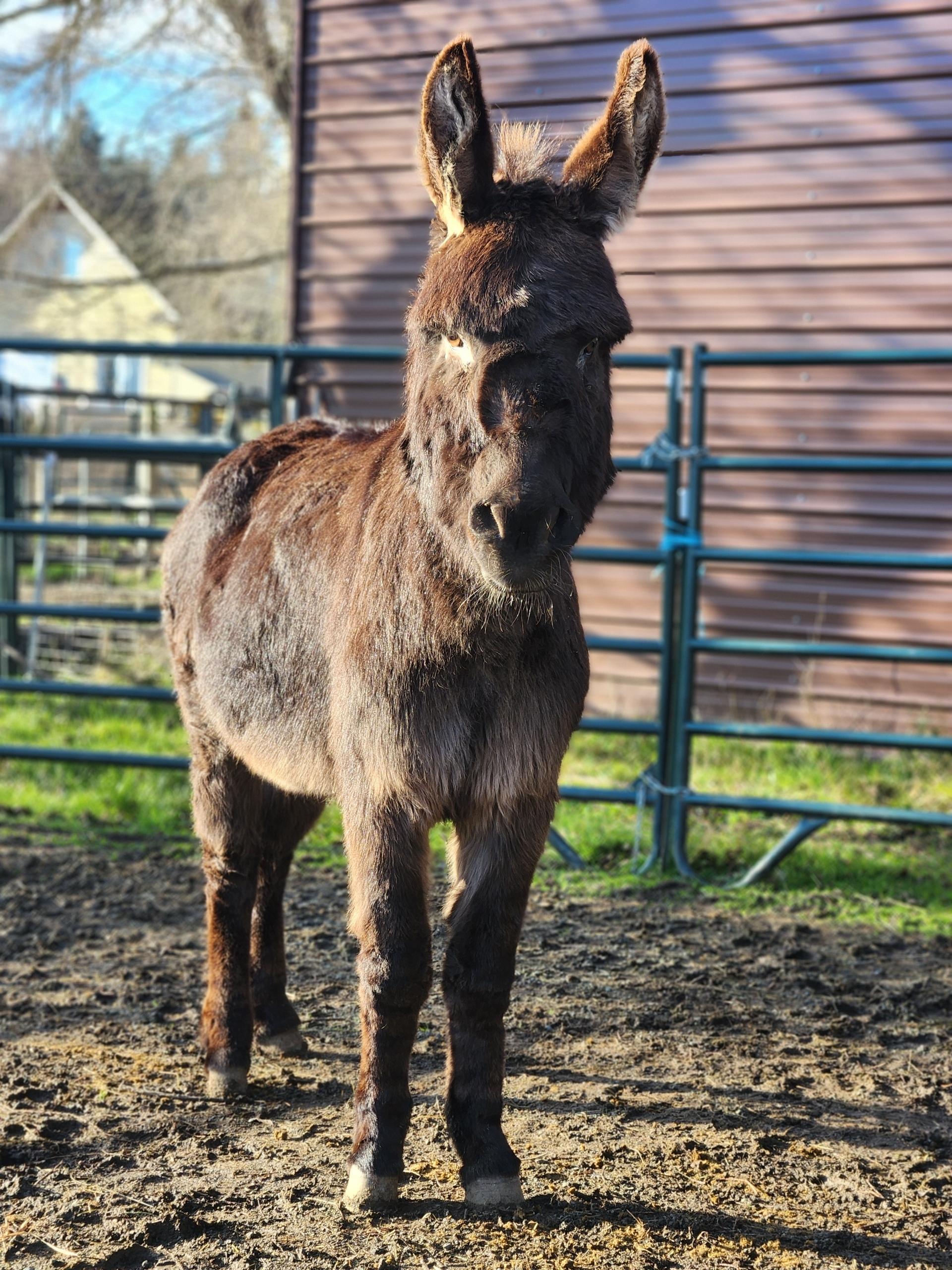 Enlarge Murphy, a Adopted Donkey in Sequim, WA image 3/3
