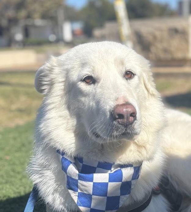Dolly, a Adoptable Great Pyrenees in Garland, TX image 1/3