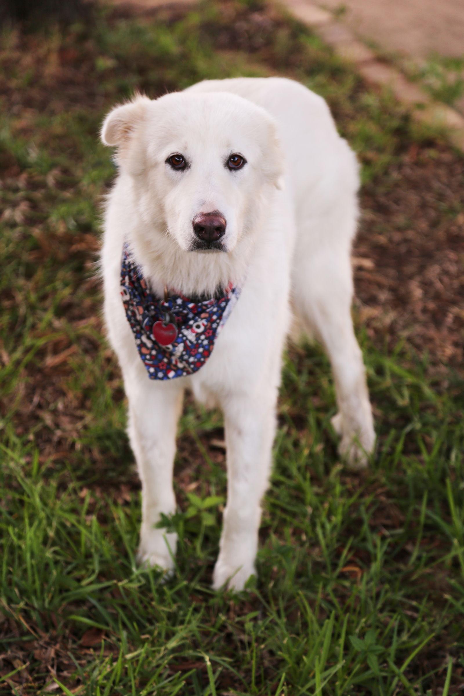 Dolly, Adoptable, Adult Female Great Pyrenees.