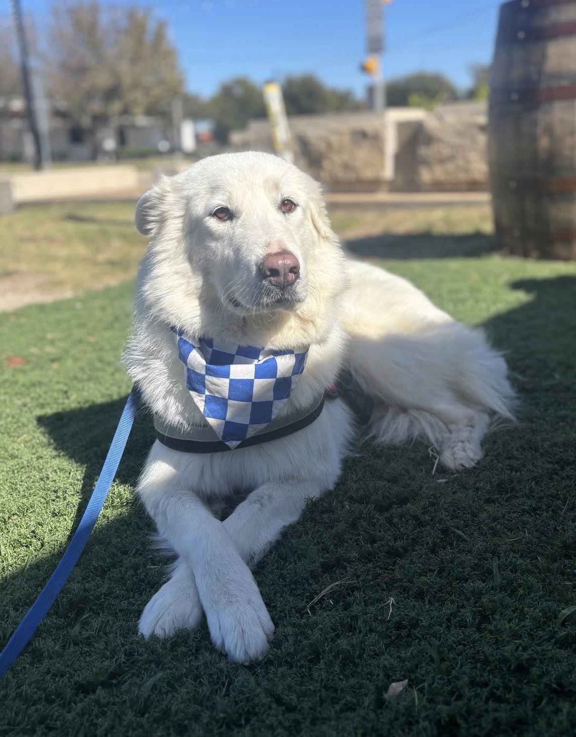Dolly, a Adoptable Great Pyrenees in Garland, TX image 3/3