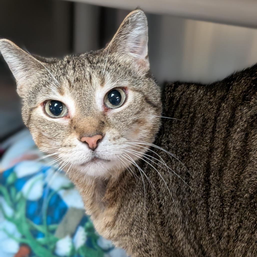 Enlarge Lilly, a Adoptable Domestic Short Hair in Milan, IL image 1/2