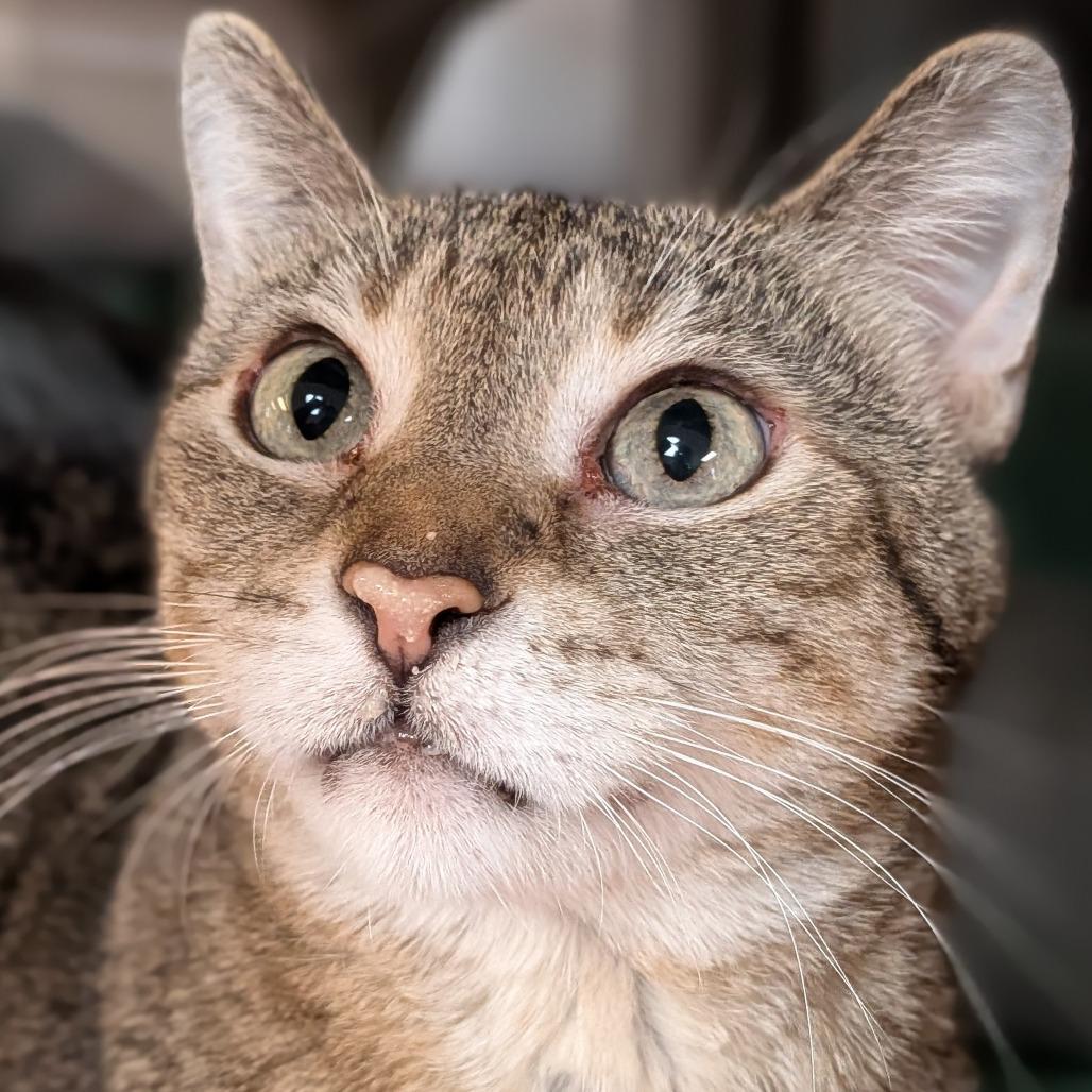 Enlarge Lilly, a Adoptable Domestic Short Hair in Milan, IL image 2/2