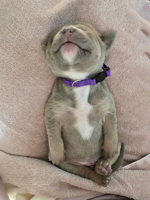 Enlarge Vail (Purple Collar), a Adoptable Mastiff in Chambersburg, PA image 1/3