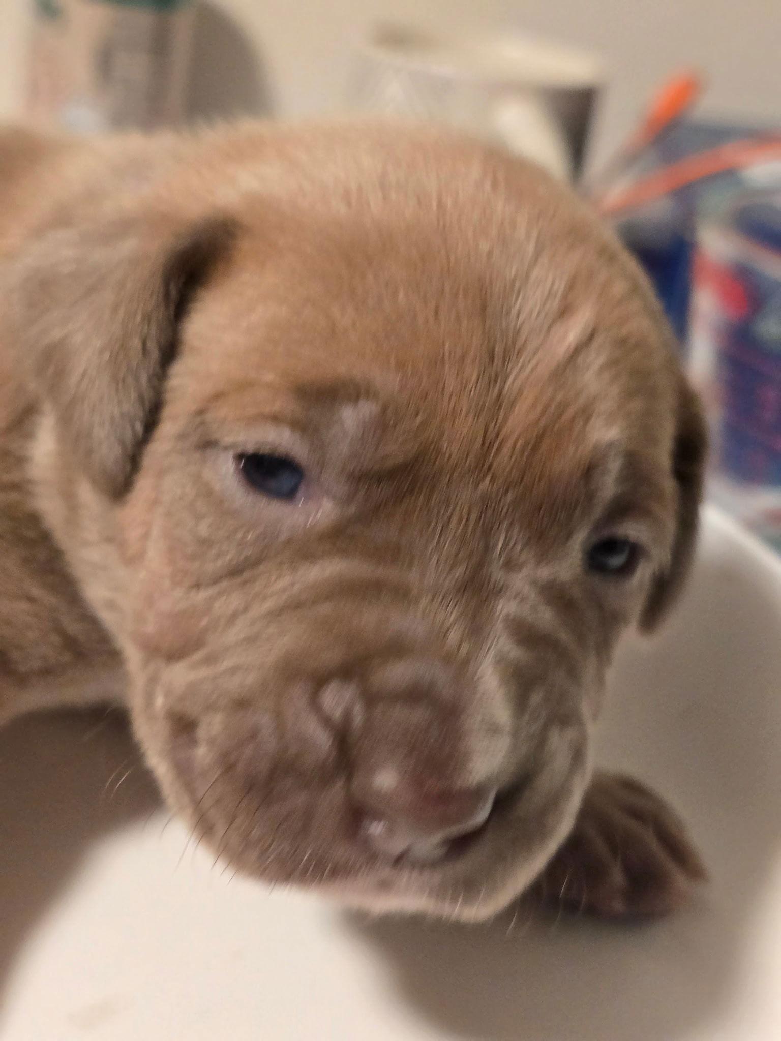 Enlarge Vail (Purple Collar), a Adoptable Mastiff in Chambersburg, PA image 2/3