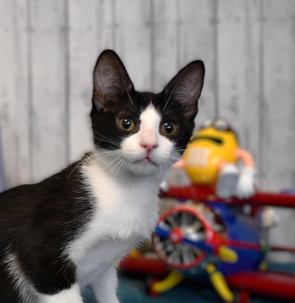 Enlarge Vinny, a Adoptable mixed breed in Roanoke, TX image 1/3