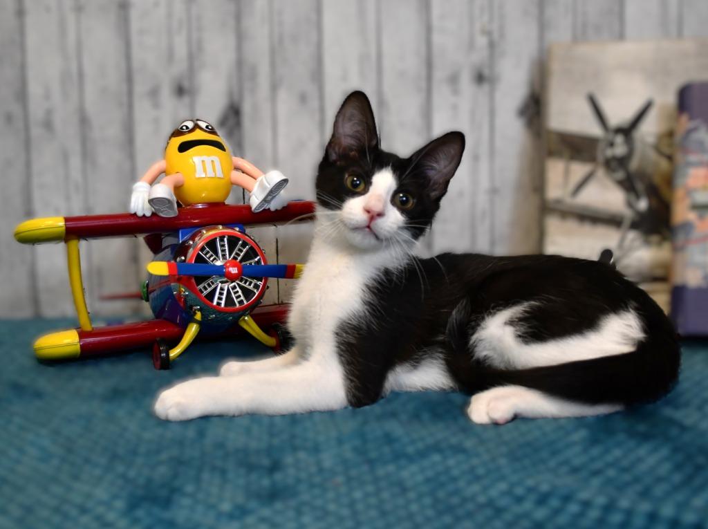 Enlarge Vinny, a Adoptable mixed breed in Roanoke, TX image 2/3