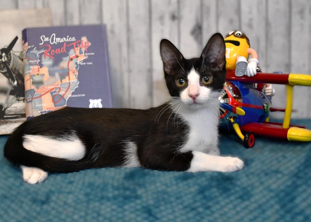 Enlarge Vinny, a Adoptable mixed breed in Roanoke, TX image 3/3