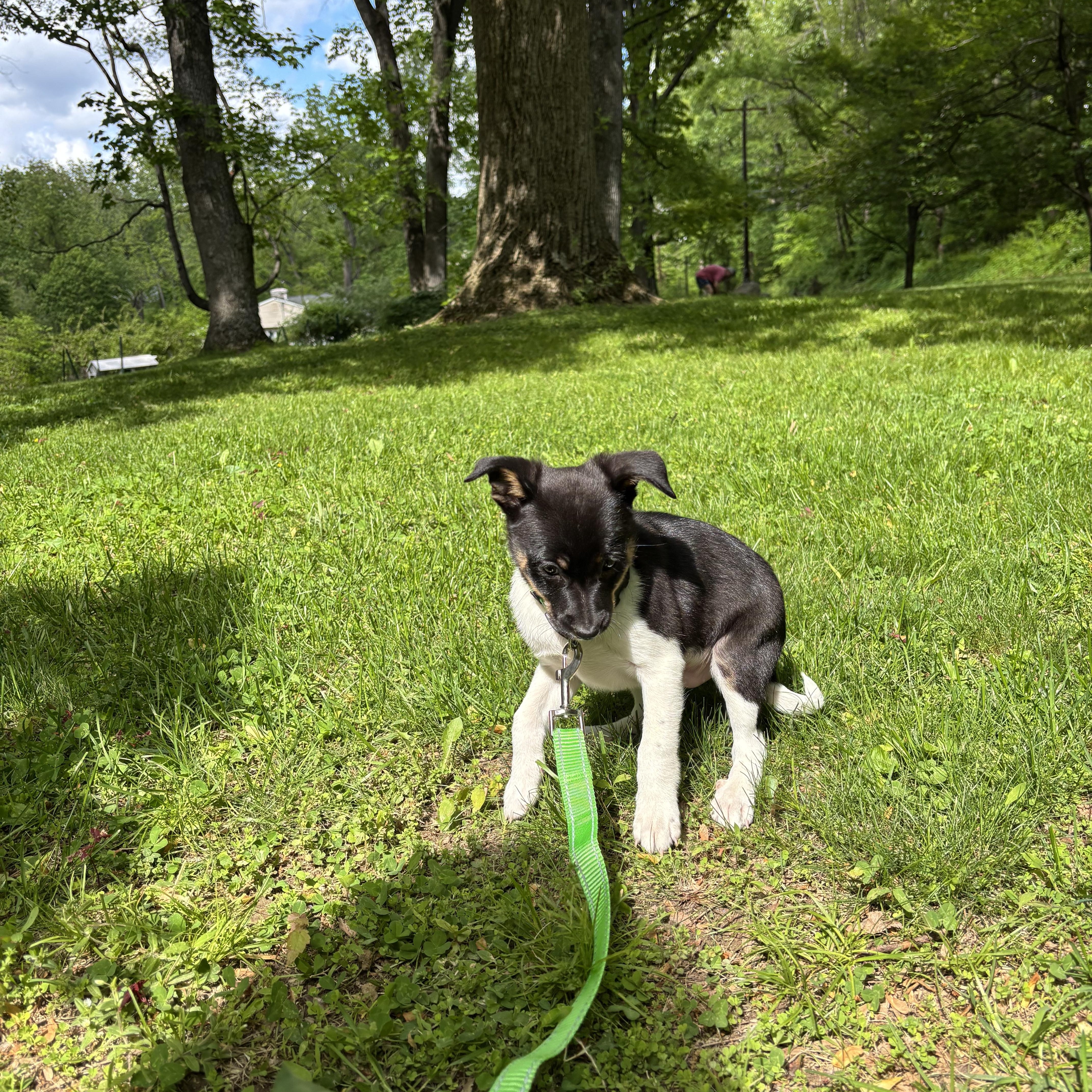 Enlarge LUIGI- puppy, a ADOPTABLE mixed breed in Media, PA image 5/5