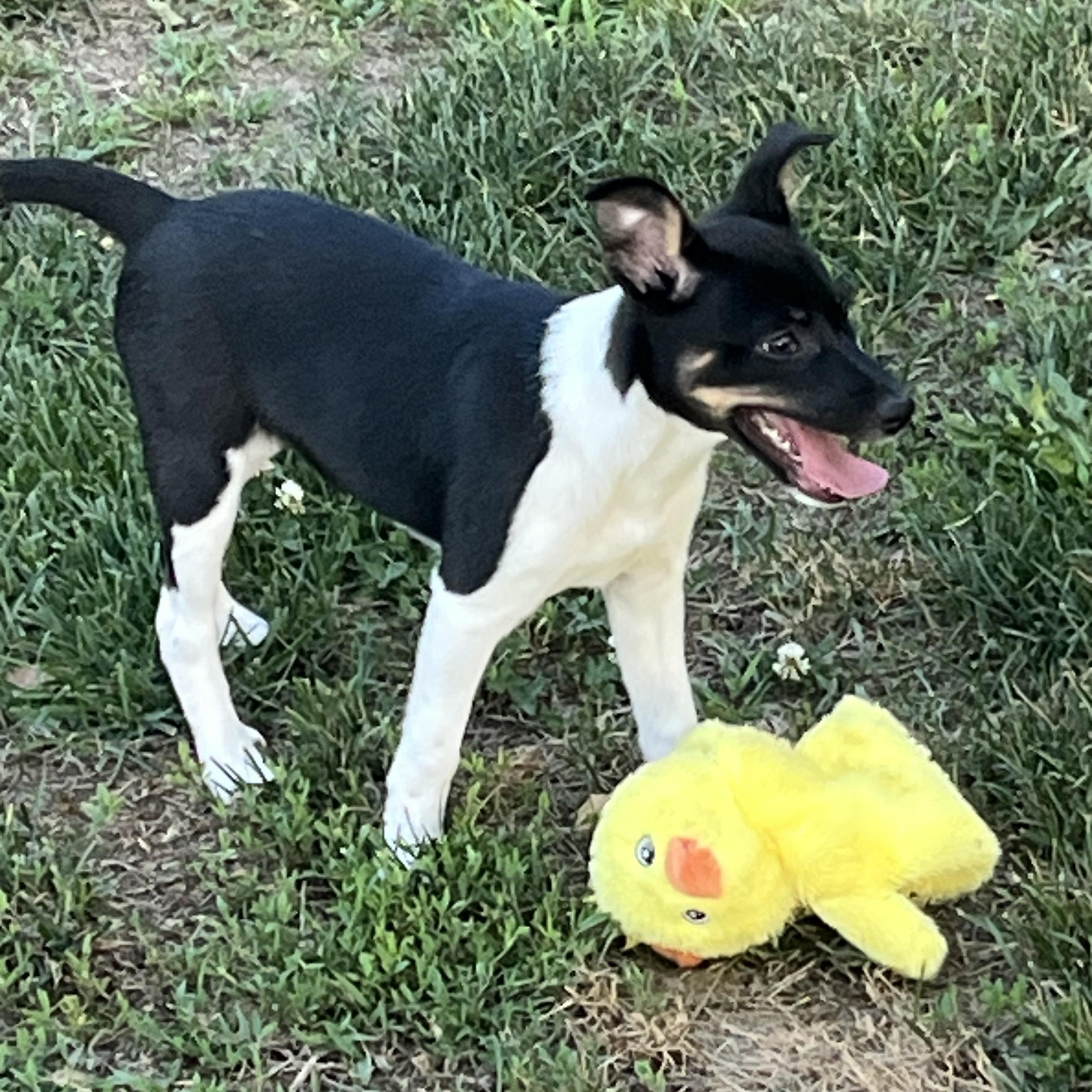 LUIGI- puppy, a ADOPTABLE mixed breed in Media, PA image 4/4