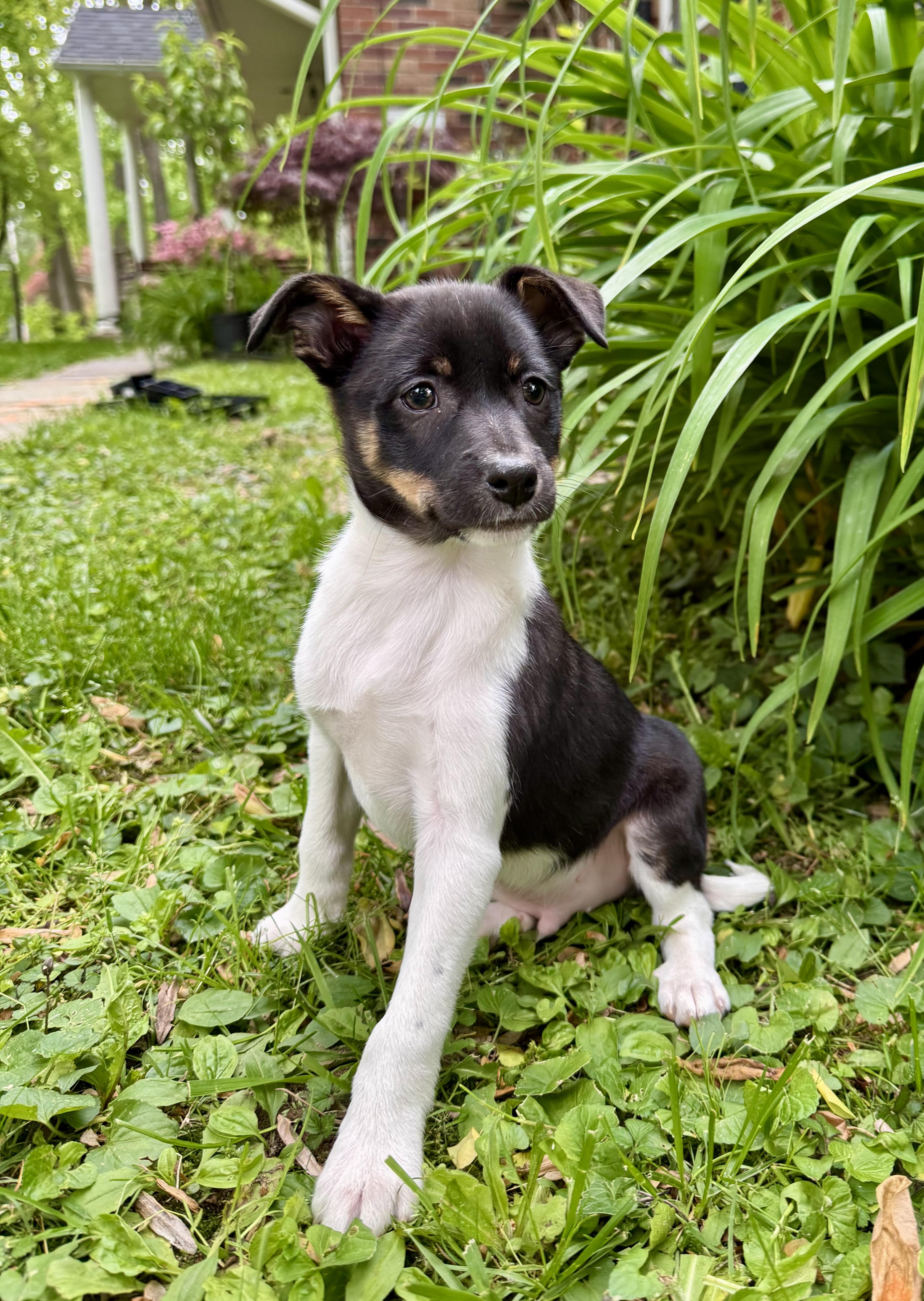 Enlarge LUIGI- puppy, a ADOPTABLE mixed breed in Media, PA image 2/5