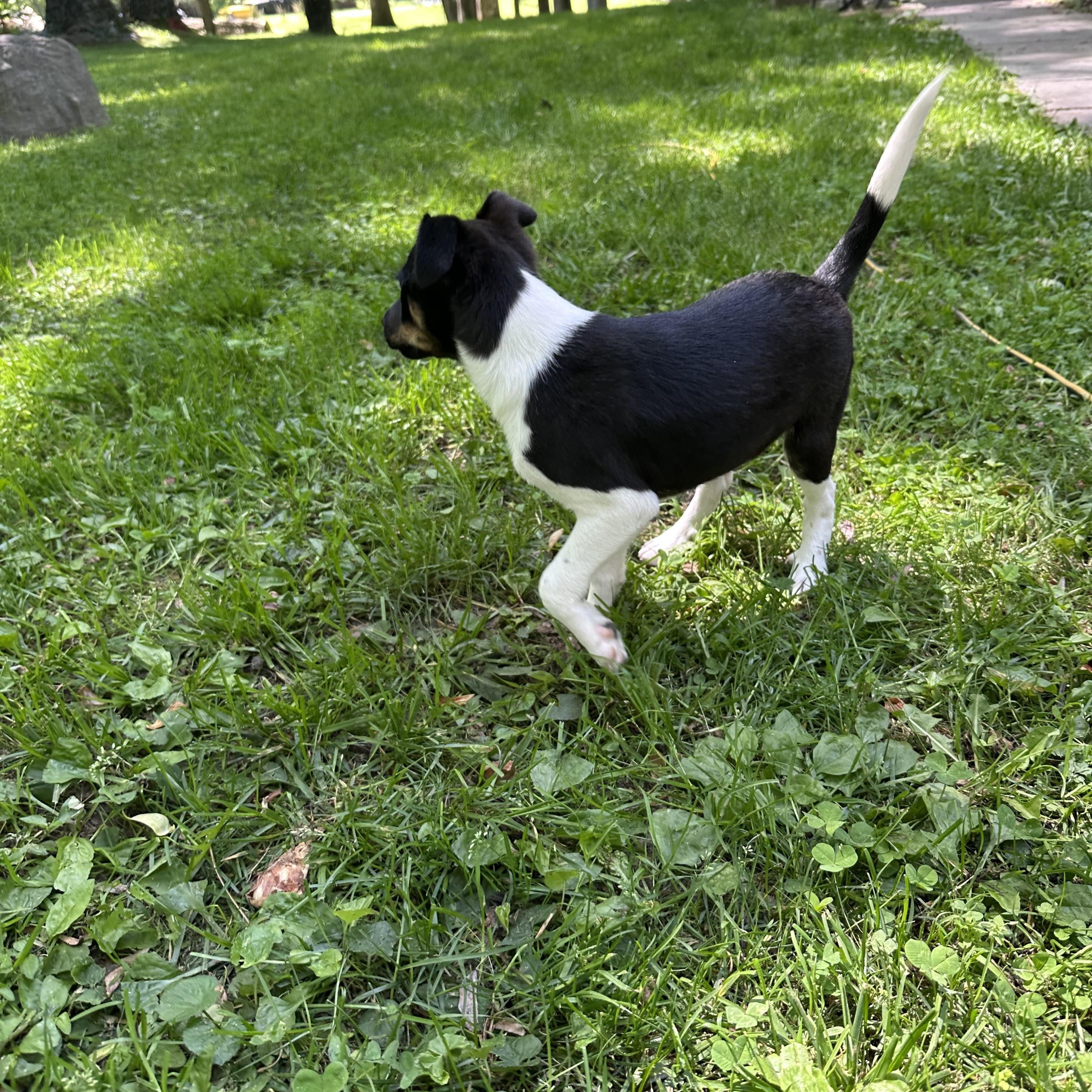 LUIGI- puppy, a ADOPTABLE mixed breed in Media, PA image 1/4