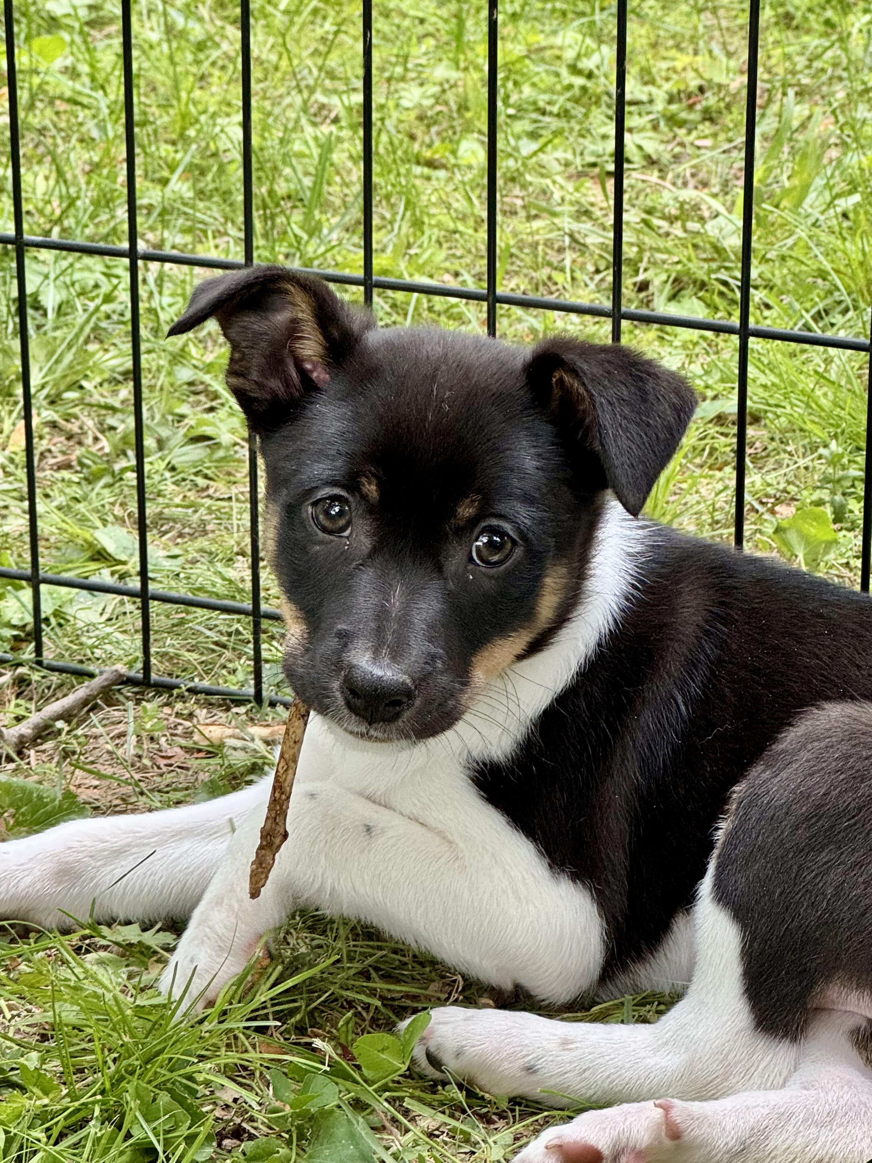 Enlarge LUIGI- puppy, a ADOPTABLE mixed breed in Media, PA image 1/5