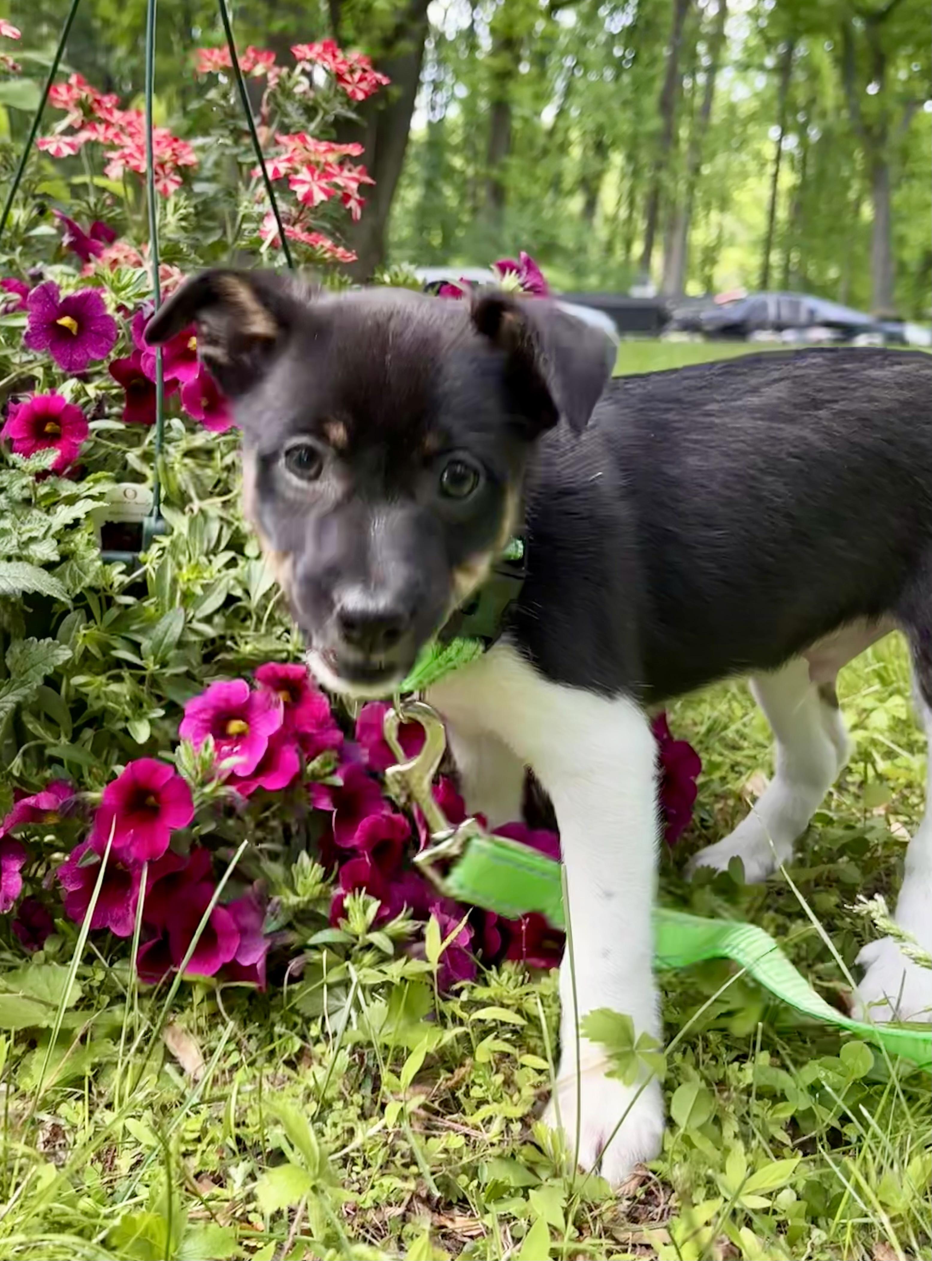 Enlarge LUIGI- puppy, a ADOPTABLE mixed breed in Media, PA image 4/5