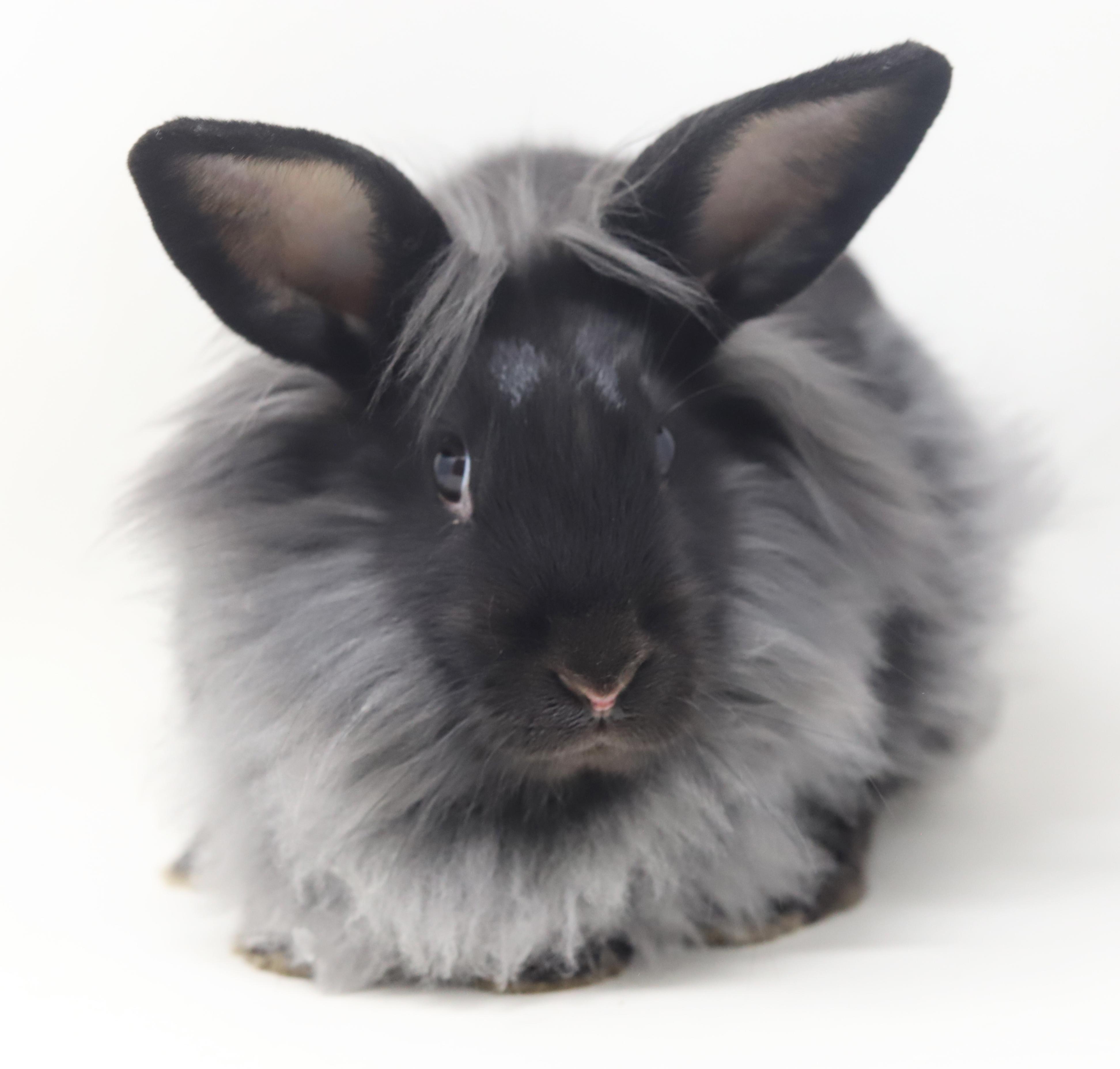 Enlarge Rutabaga! Baby bunny super model! WOW she's spectacular!!, a Adoptable Lionhead in Bedford Hills, NY image 3/6