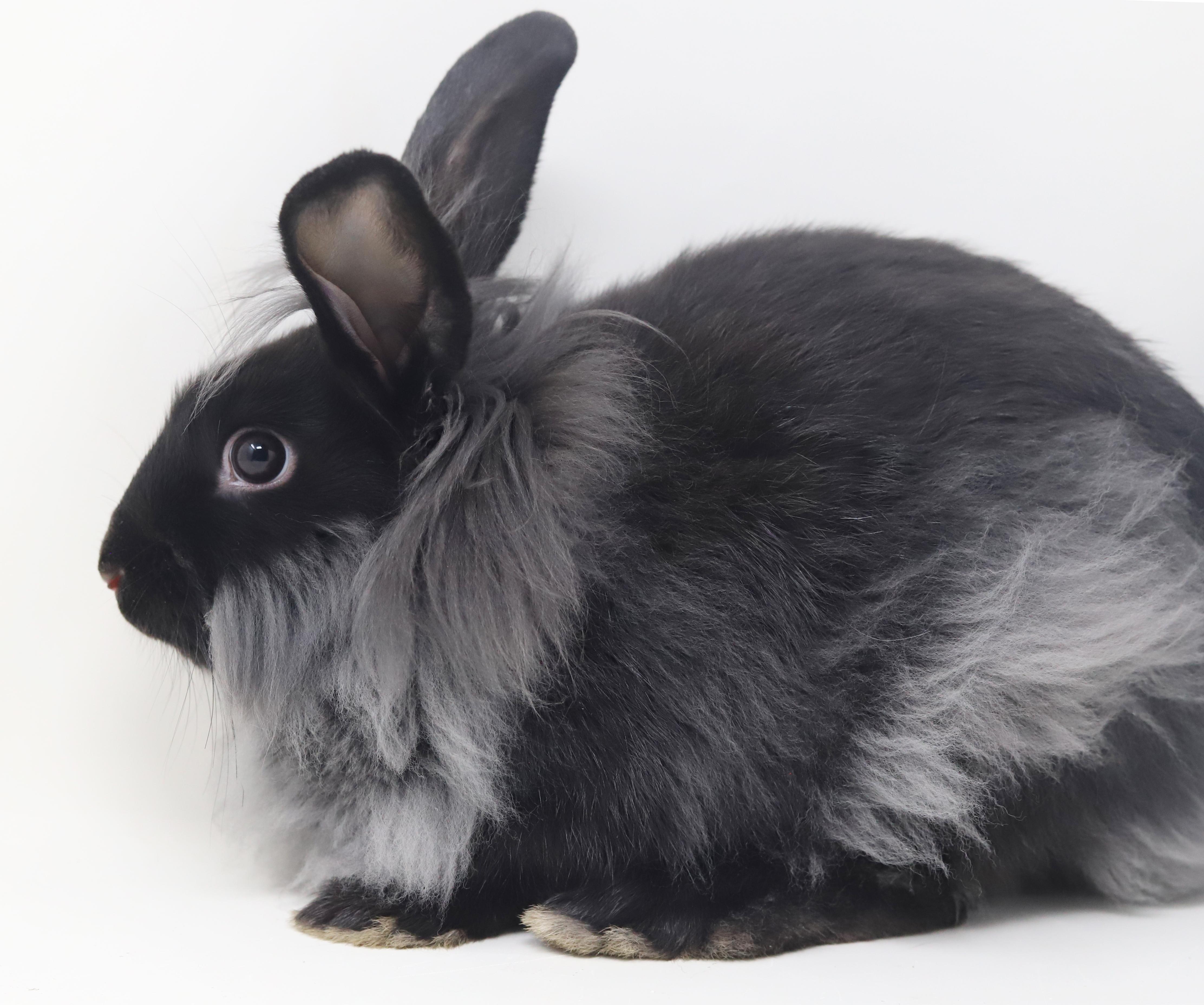 Enlarge Rutabaga! Baby bunny super model! WOW she's spectacular!!, a Adoptable Lionhead in Bedford Hills, NY image 5/6