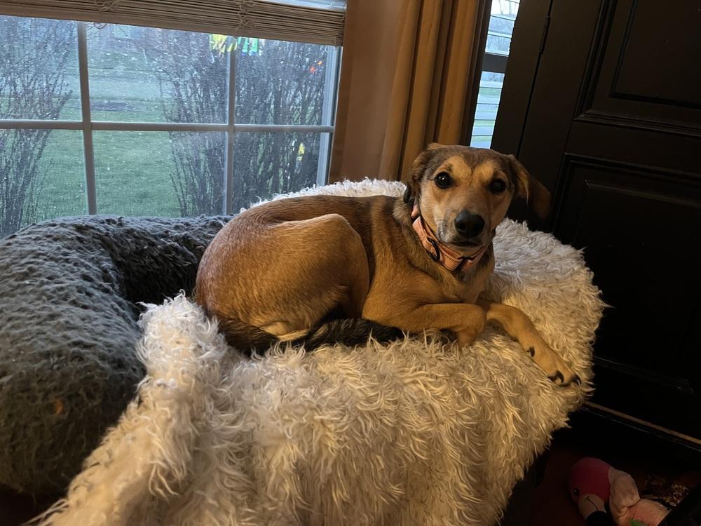 Enlarge Holly (26-064 D), a Adoptable mixed breed in Lansing, MI image 2/4