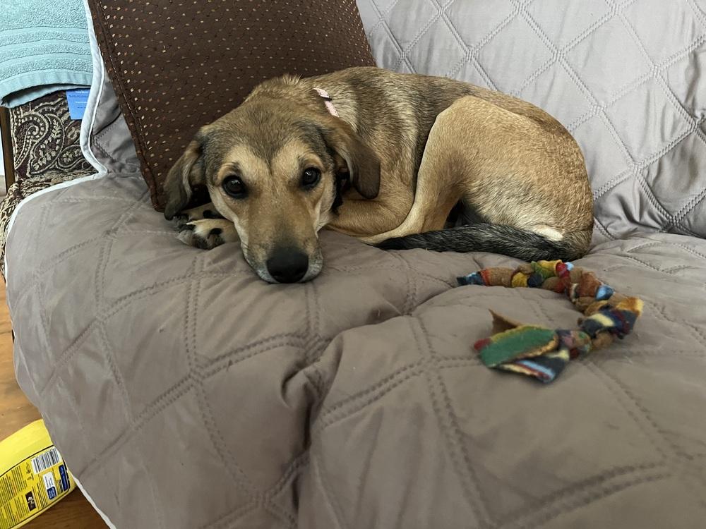 Enlarge Holly (26-064 D), a Adoptable mixed breed in Lansing, MI image 3/4
