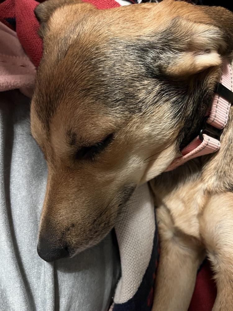 Enlarge Holly (26-064 D), a Adoptable mixed breed in Lansing, MI image 4/4
