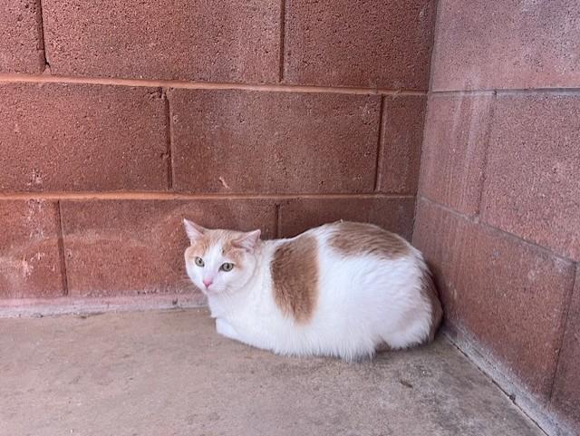 Enlarge Joey, a Adopted Domestic Short Hair in Ivins, UT image 1/1