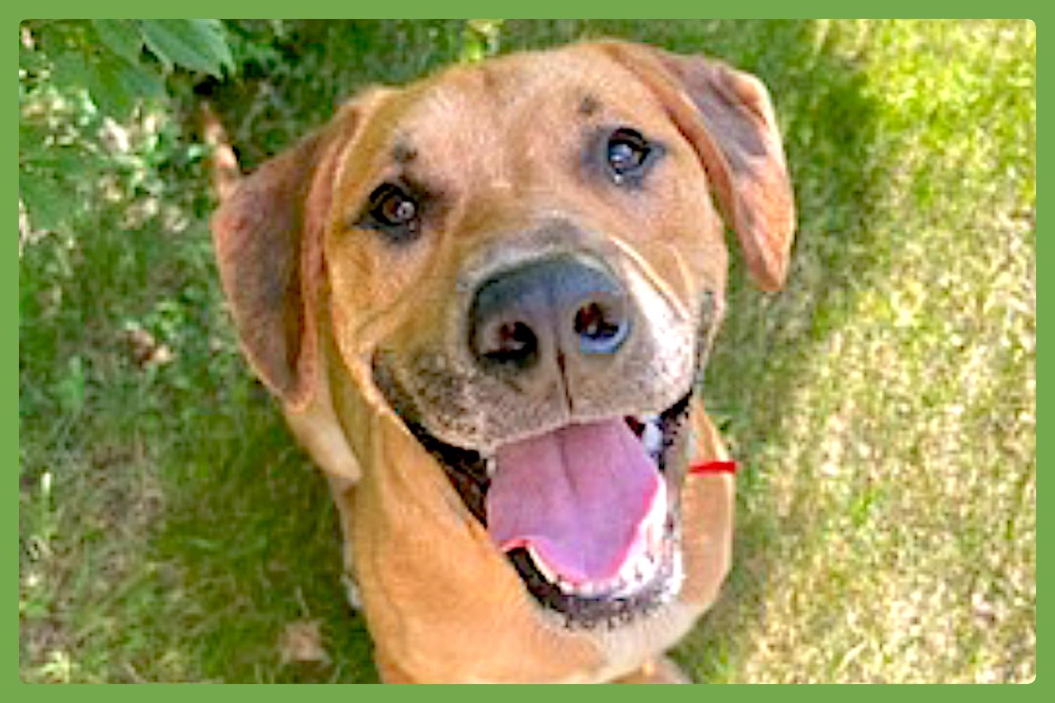 Dog for adoption - Murphy, a Labrador Retriever & Black Mouth Cur Mix ...