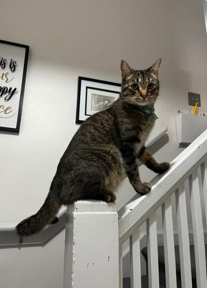 Melvin, Adopted, Young Male Tabby.