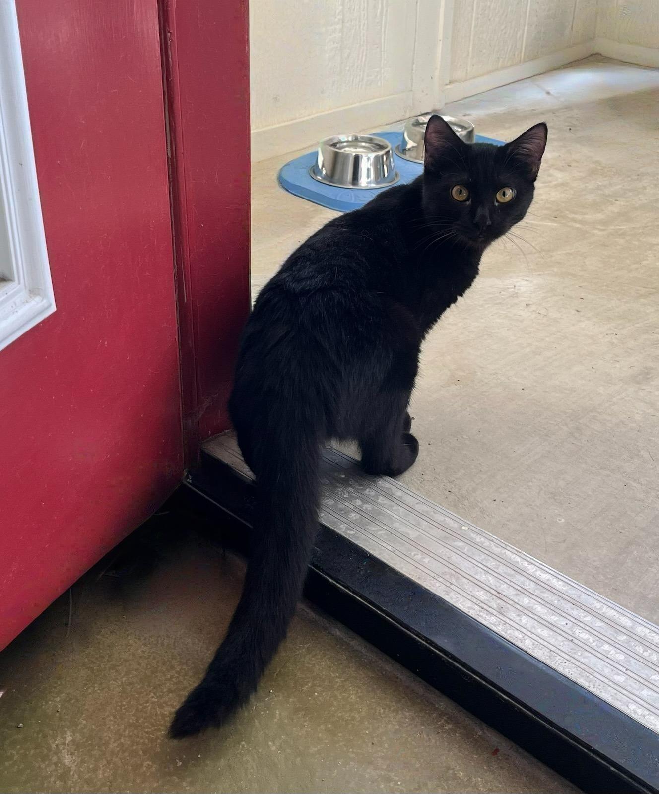 Echo — The Sweetest Little Black Velvet Shadow