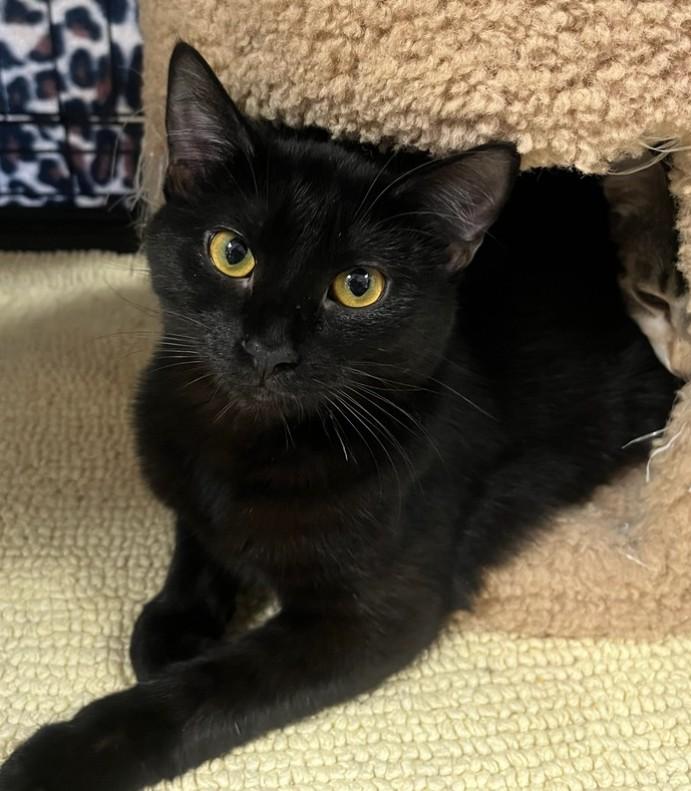 Echo — The Sweetest Little Black Velvet Shadow